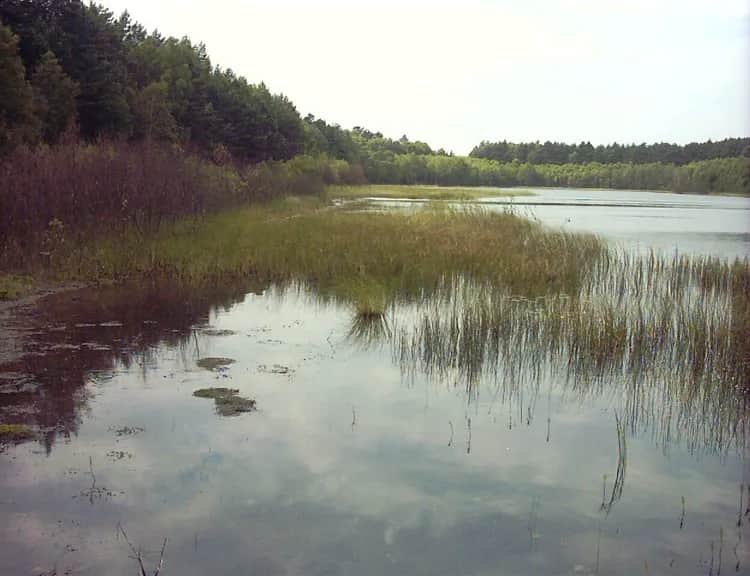 Jezioro lobeliowe w Borach Tucholskich – ich niezwykłe piękno i ochrona